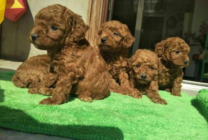 800的比熊犬和1400的比熊犬对比,养比熊犬好还是泰迪犬好