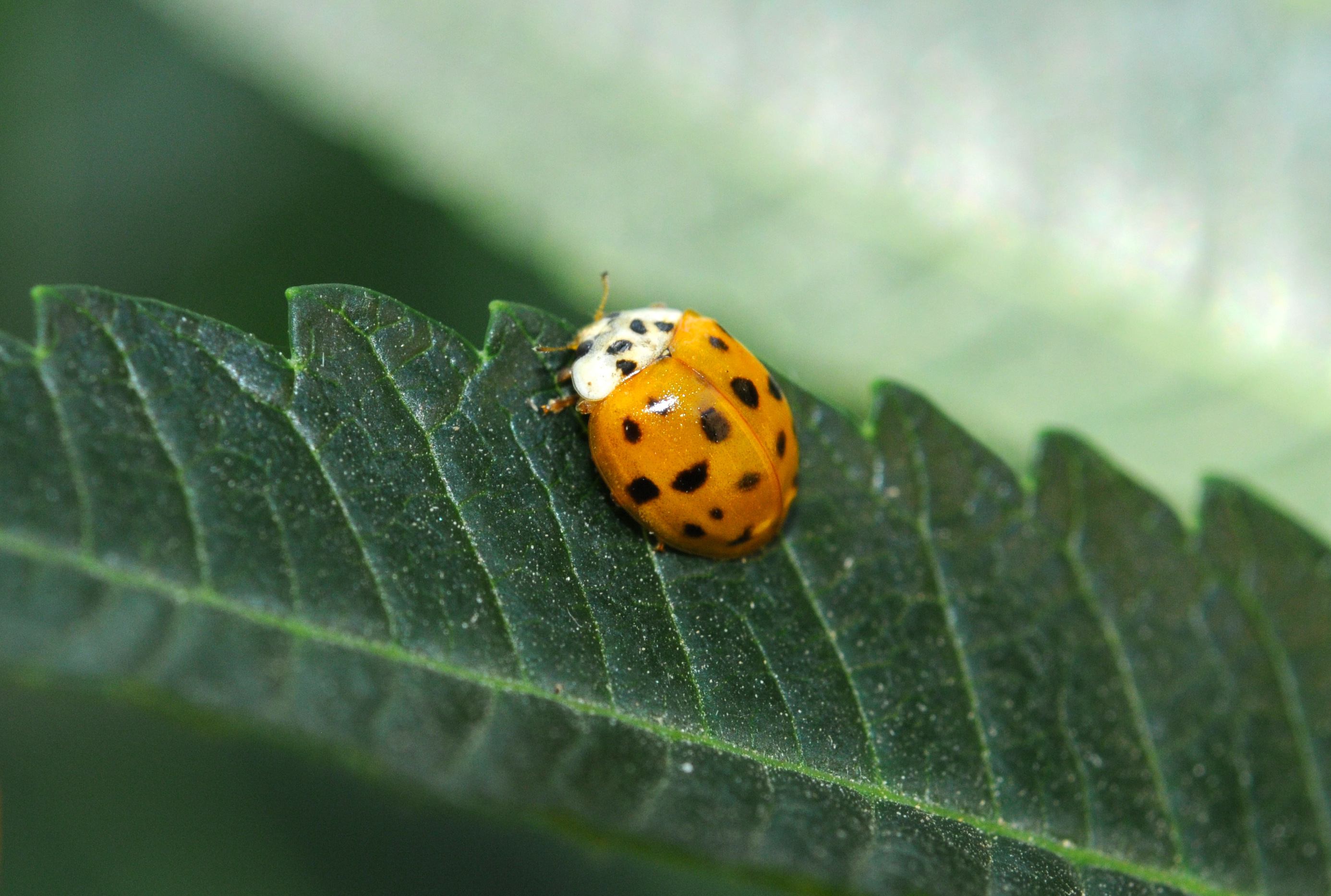 异色瓢虫和四星瓢虫,异色瓢虫与瓢虫的区别