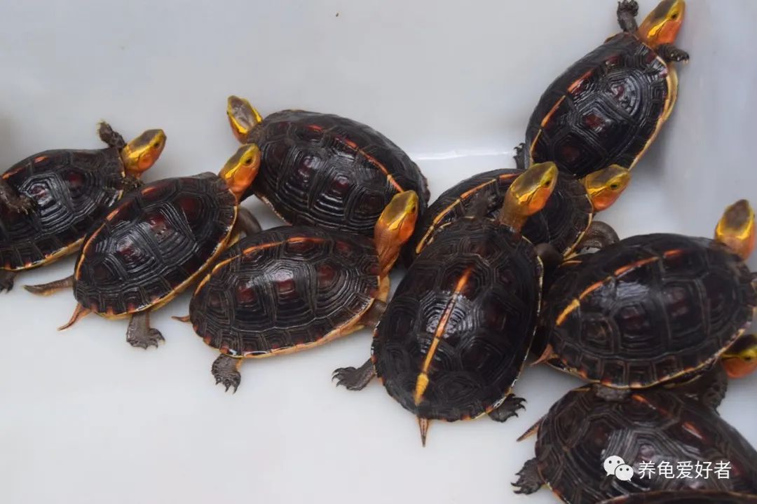 乌龟吃东西为什么吞吞吐吐,乌龟吃食正常但老是张嘴