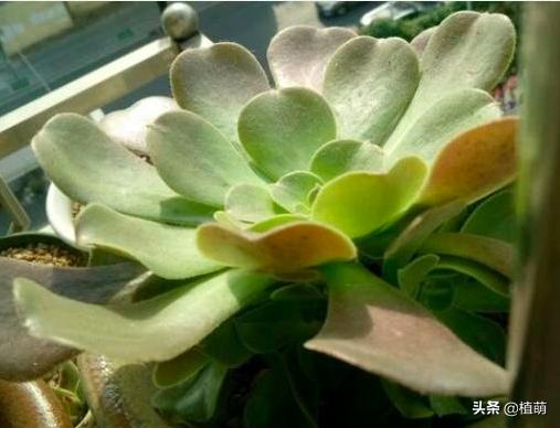 新买的黑法师上盆要不要浇水,黑腐的法师多久能重新上盆