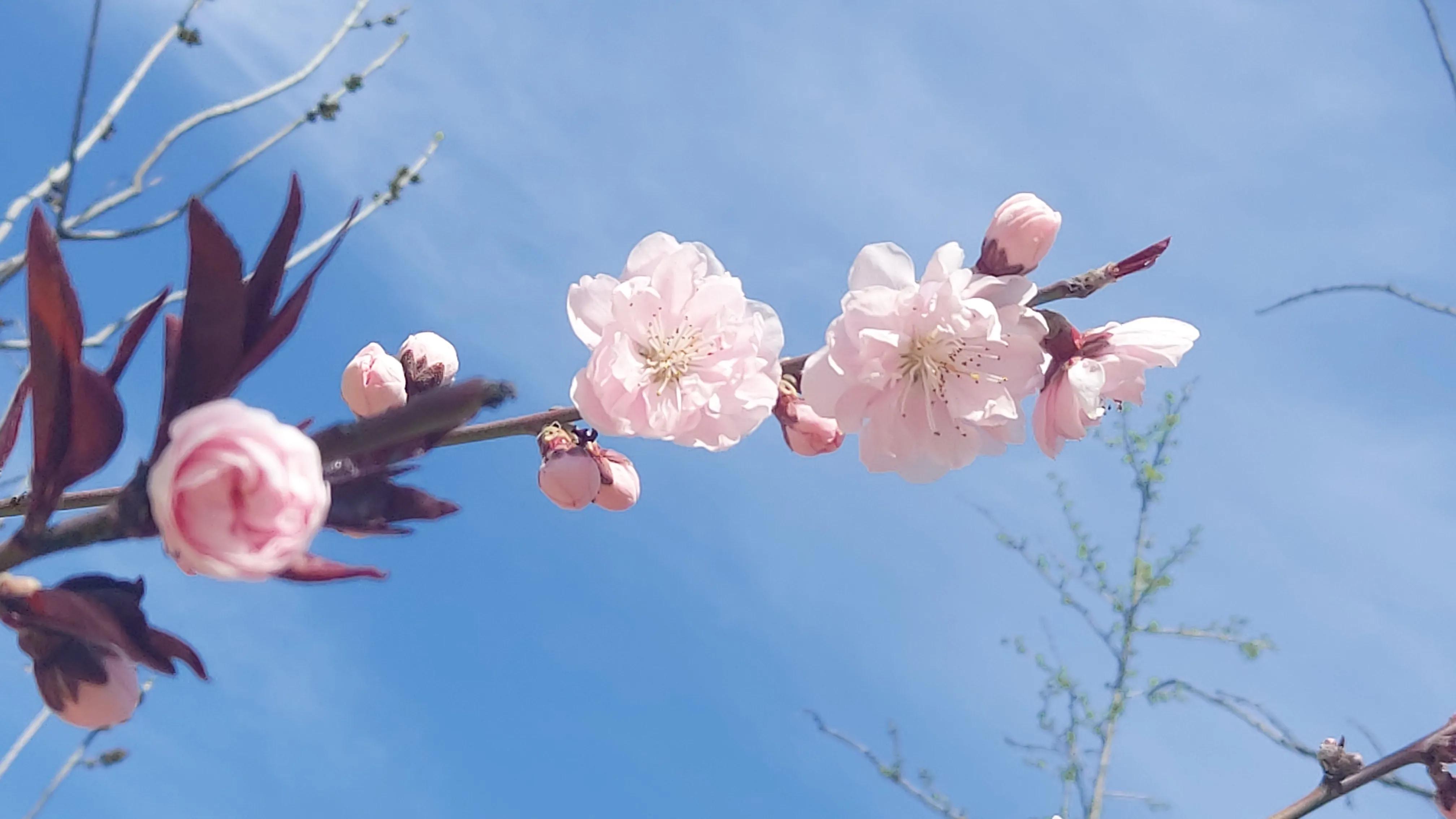 散文诗欣赏:碧砌红轩又清明，草长莺飞已春仲