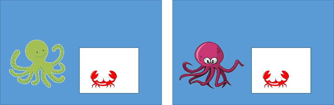 见微:藏在“天价米粉”里的聪明又好吃的小萌宠——八爪鱼