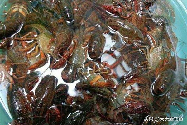 钓小龙虾最简单高效的方法,小龙虾的垂钓方法