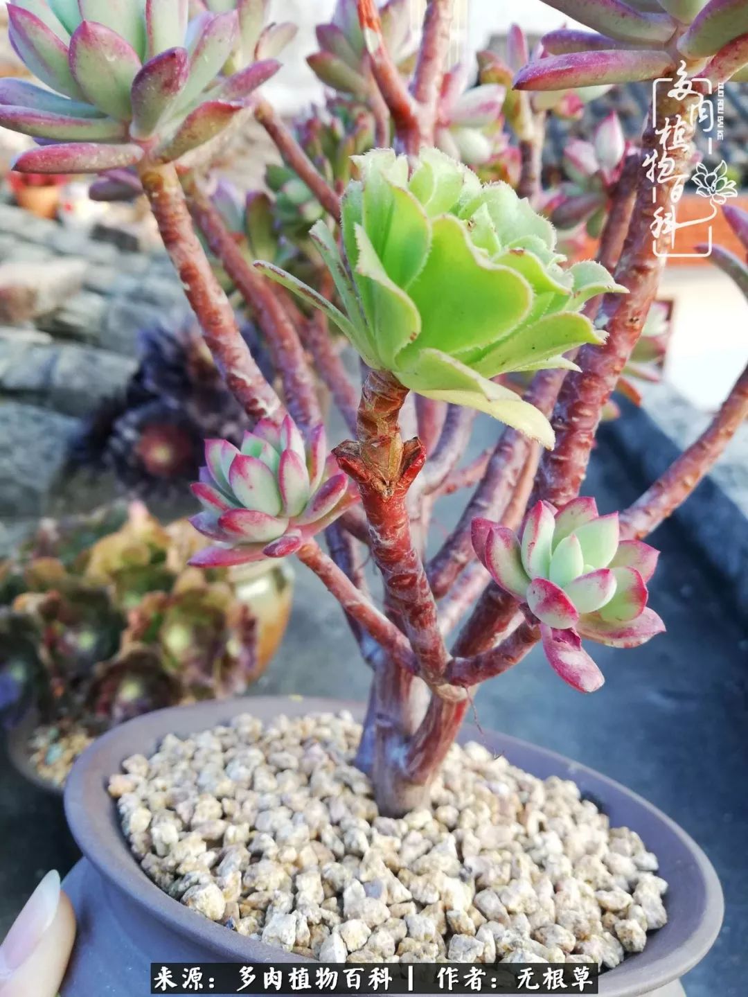 多肉寒冬中茁壮成长,多肉岁月的沉淀