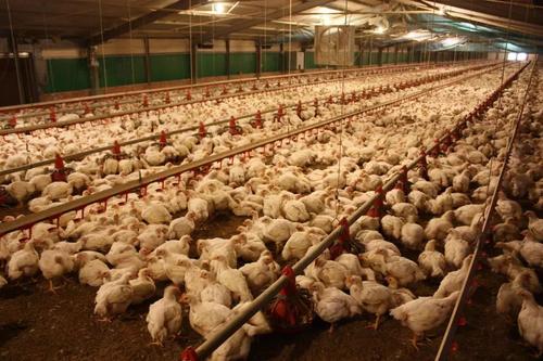 鸡头鸡屁股适合幼犬吃吗,鸡头和鸡屁股为什么有毒