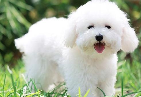 比熊犬的这6大缺点,比熊犬容易出现哪些问题