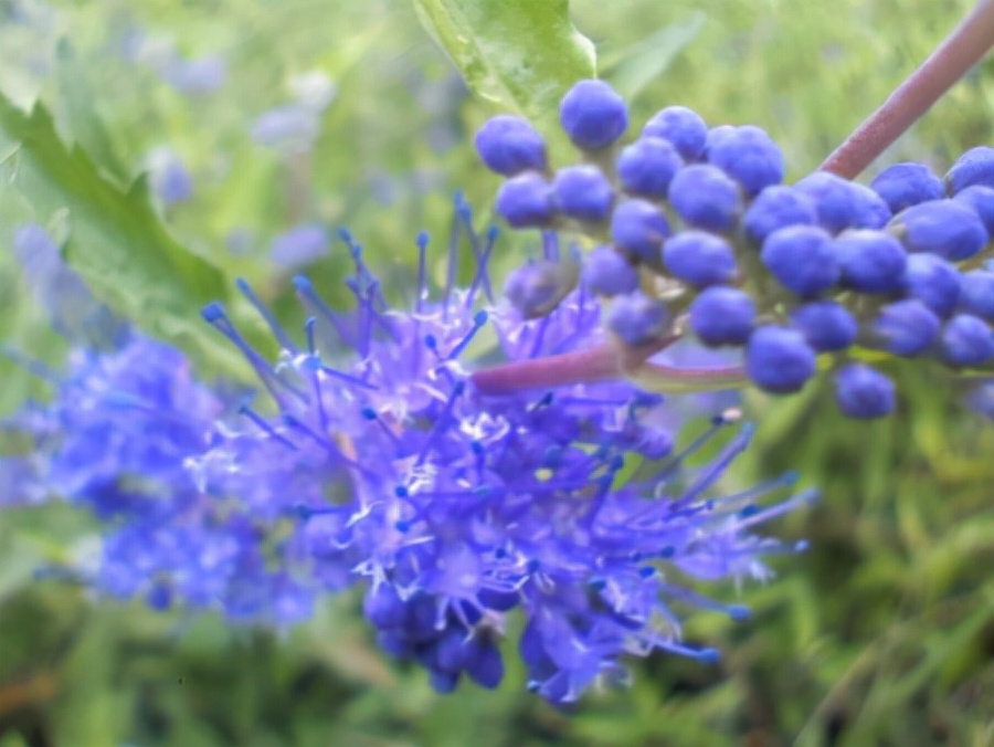 十种蓝色花,常见的六种蓝色花