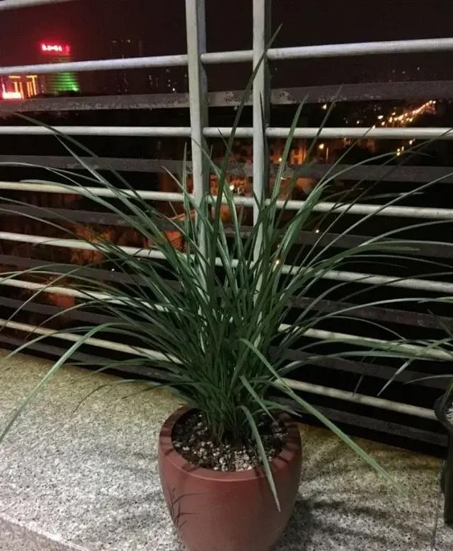 长寿梅蕙兰怎么种植,蕙兰老八种兰花哪一种最好