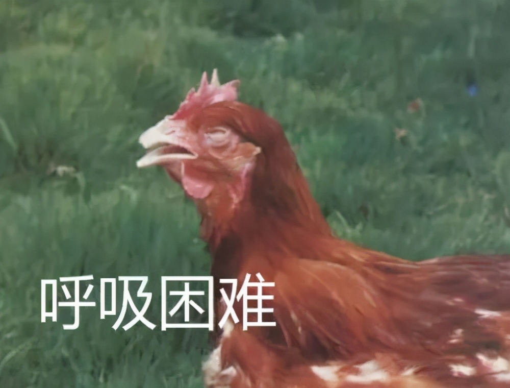 鸡出现甩鼻，咔咔怪叫声，呼噜，消瘦，喂什么好得快