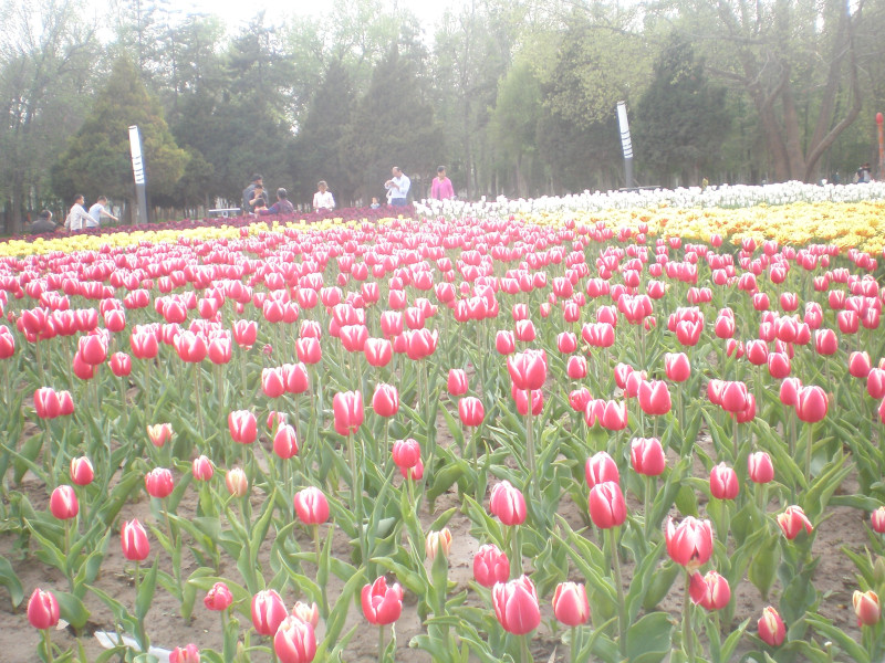 郁金香花开万朵图片,郁金香花开惹人醉