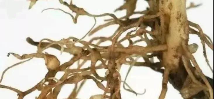 肉肉长根瘤怎么处理,肉肉养殖前的处理方法