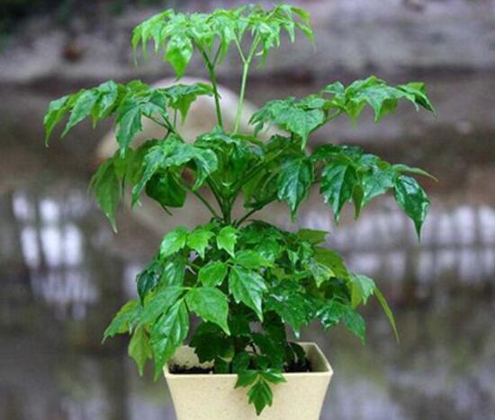 幸福树烂根补救方法,幸福树烂根了怎么补救