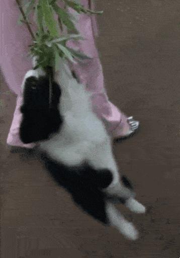 怎么才算纯种泰迪狗呢图片,纯种狗和非纯种狗的区别哪个好