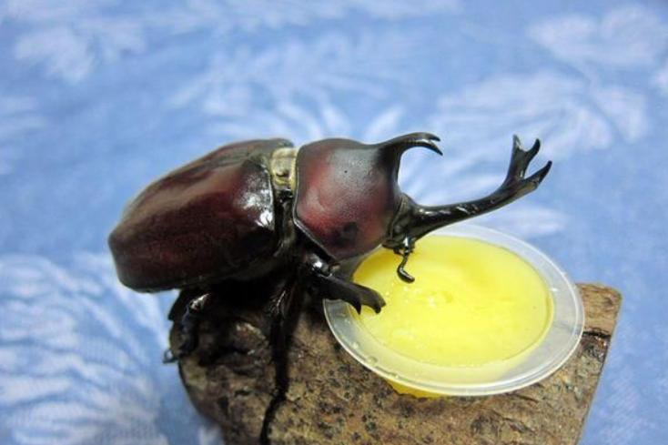 “人生能几何，毕竟归无形”——铁甲战士独角仙