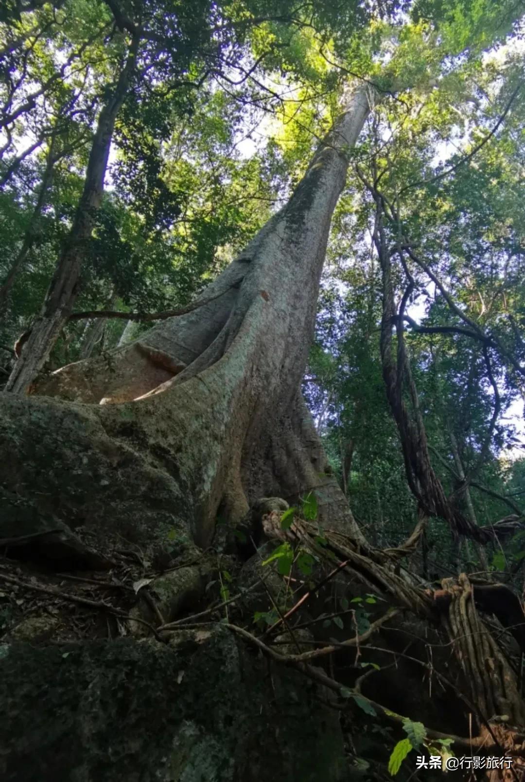 云南的西双版纳州怎么样,云南西双版纳景区怎么样