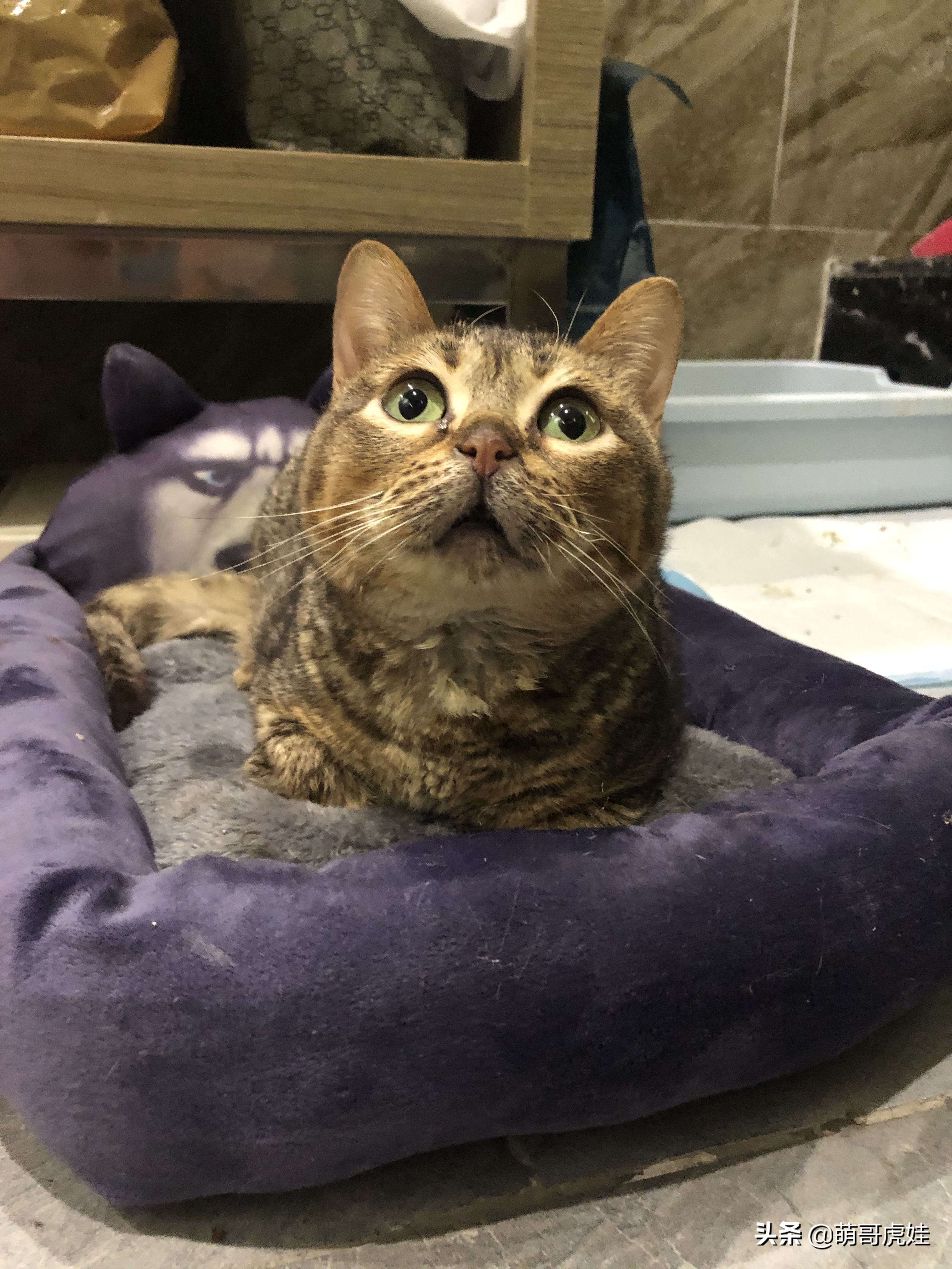 过年不忍心把宠物丢在家，霸气主人带着4只猫狗龟一起出门住酒店