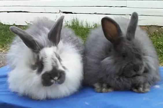 这100种动物你都认识吗,10种从未见过的动物