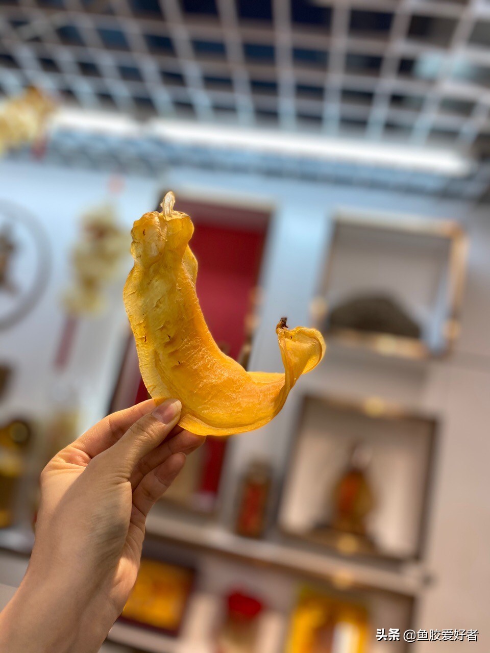 鳘鱼胶有哪些品种,赤嘴鱼胶哪个品种比较补血