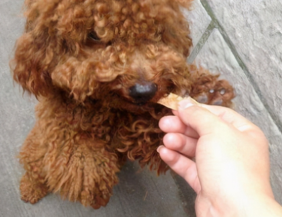 泰迪犬挑食怎么办,泰迪犬老是啃牙怎么回事