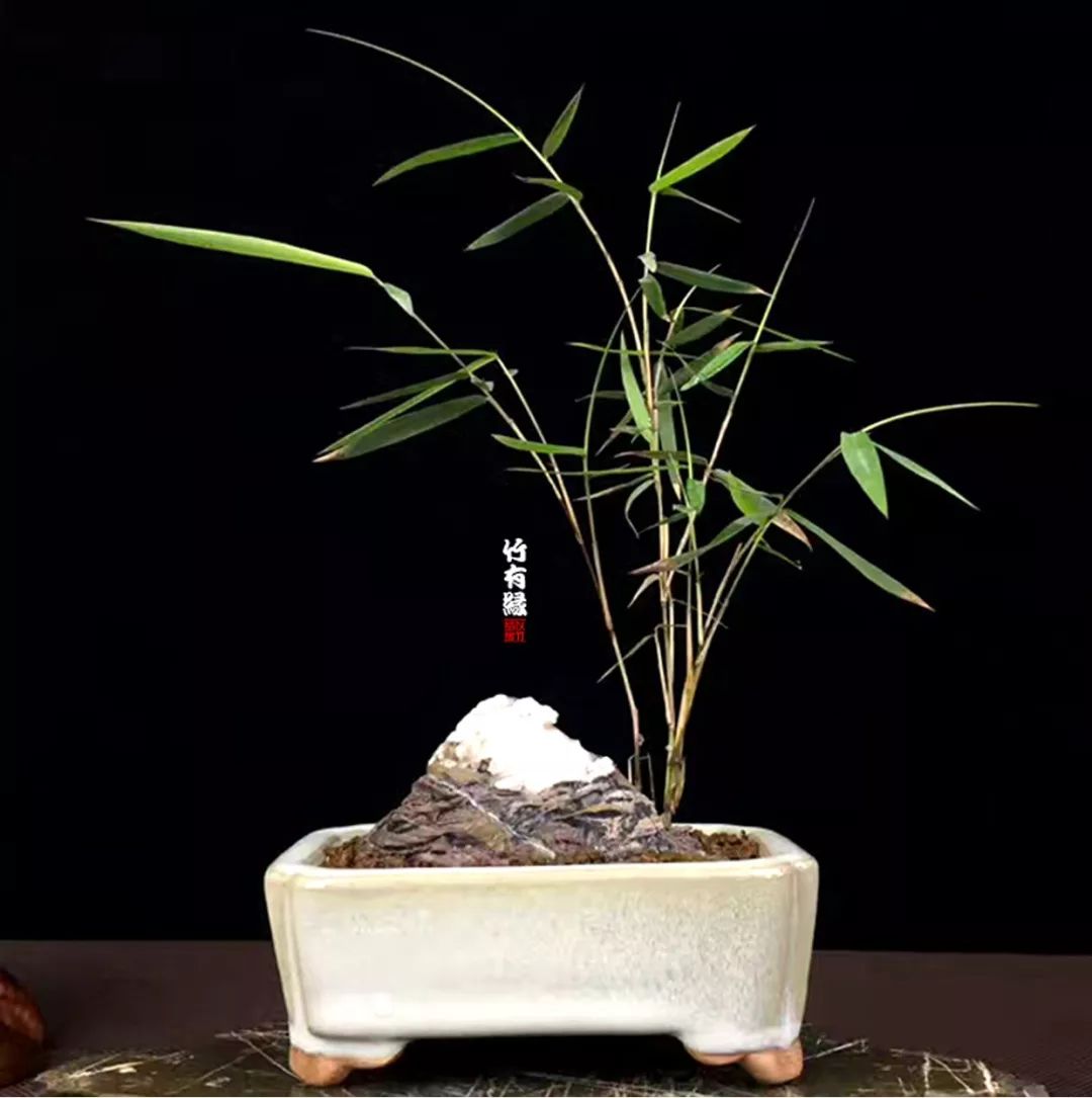 竹子浇水诀窍,竹子浇水的正确方法