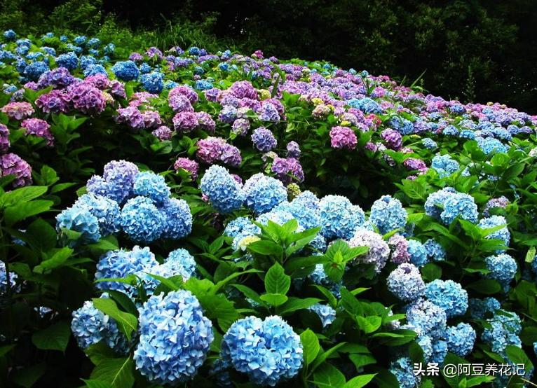 绣球花无尽夏地栽,绣球无尽夏花朵垂头了怎么办