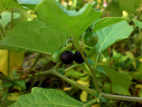 吃十种水果的好处,咳嗽吃什么水果最好最快止咳
