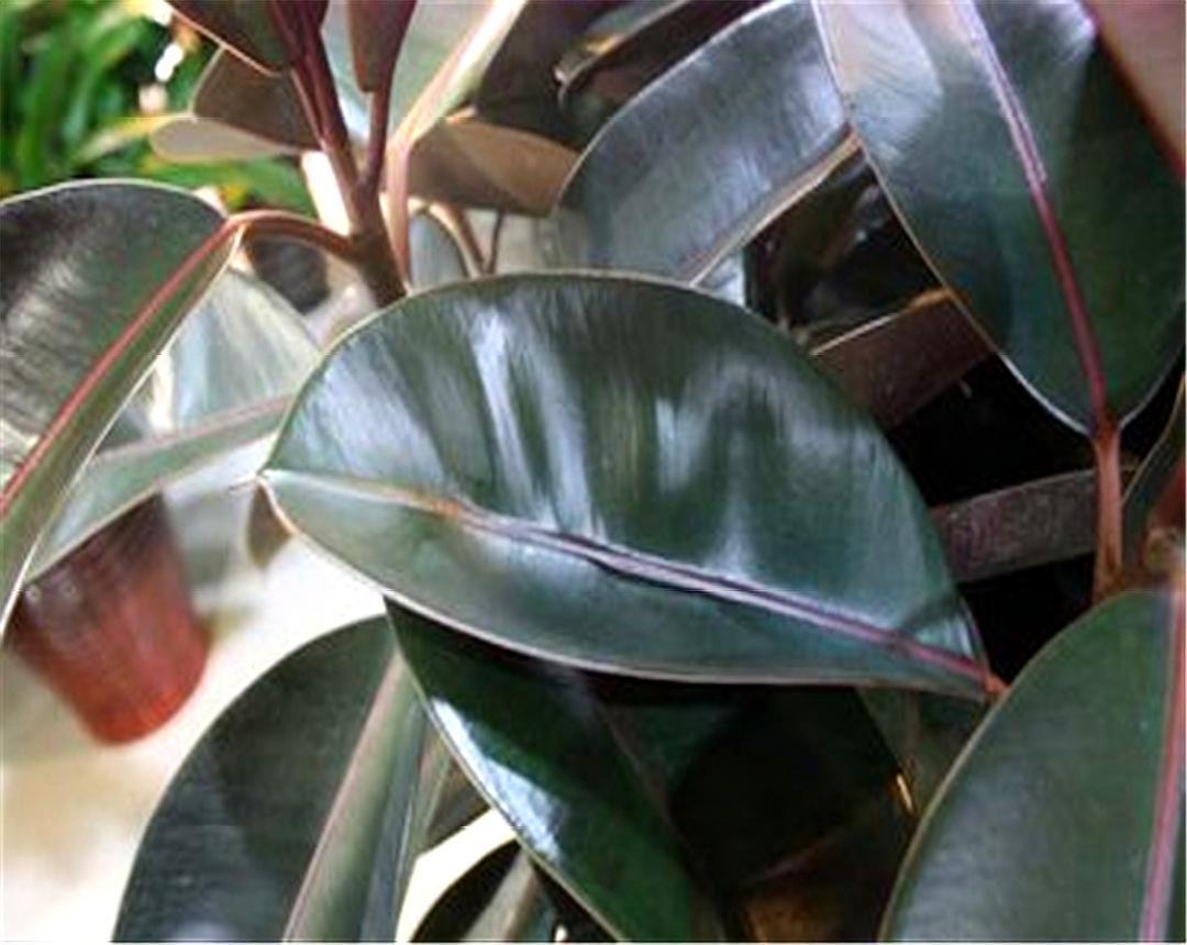 黑金刚橡皮树与绿金刚橡皮树区别,青叶橡皮树和黑金刚橡皮树一样吗