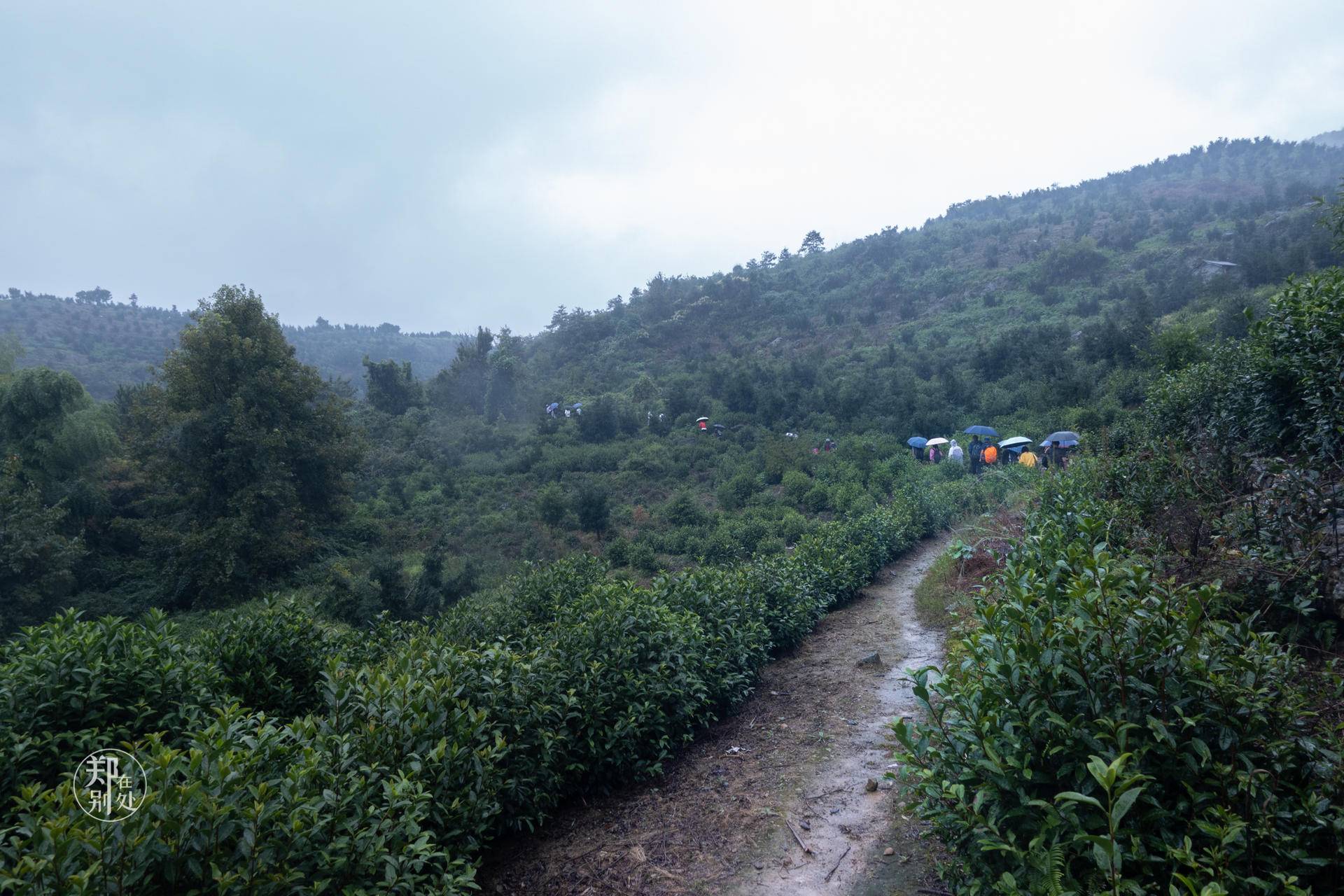 香榧古道,香榧古道徒步路线哪条景色美