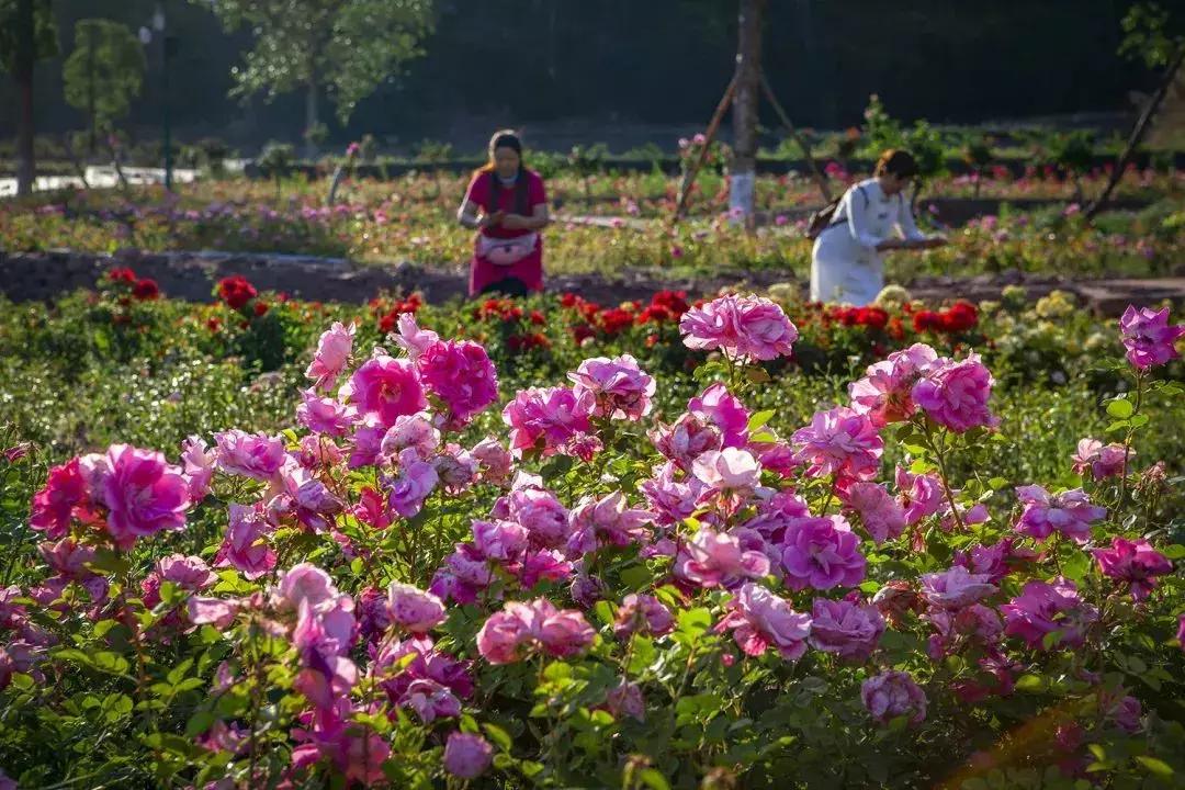 凉山州哪里可以赏花,西昌赏花攻略