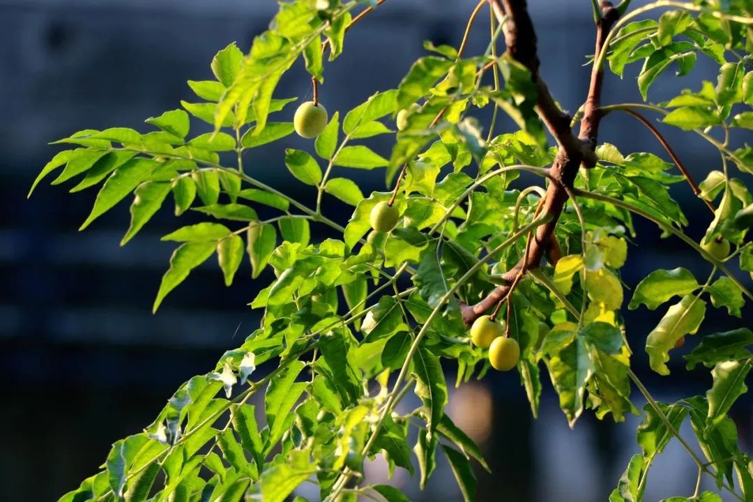 大自然馈赠的零食儿和玩具，炫燃了河南娃的童年