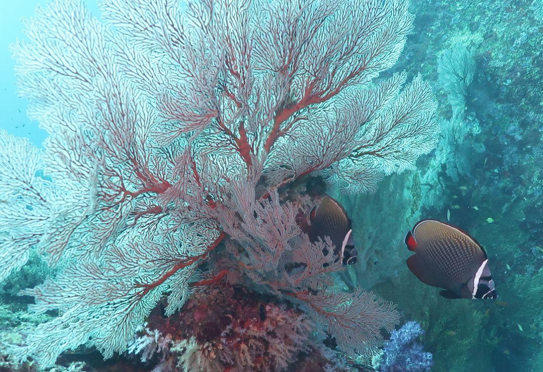 斯米兰船宿视频,斯米兰岛船宿