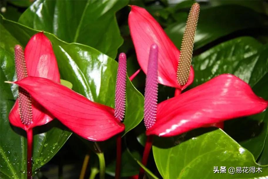 四季开花香味浓的观花植物,观叶型花卉有哪些花可以吃