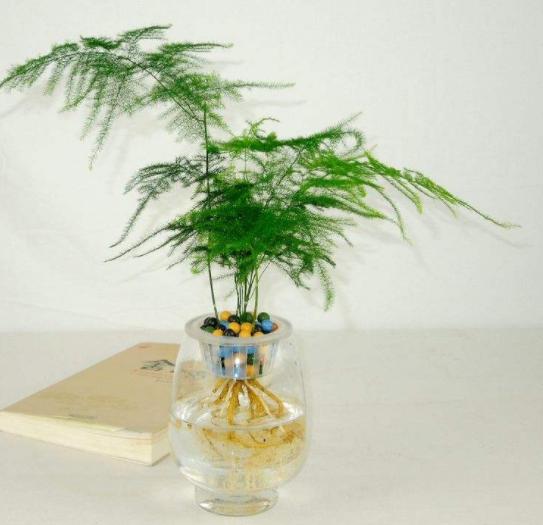 绿萝长得太旺盛可以在家里养吗,家里绿萝怎么养好看又不发臭