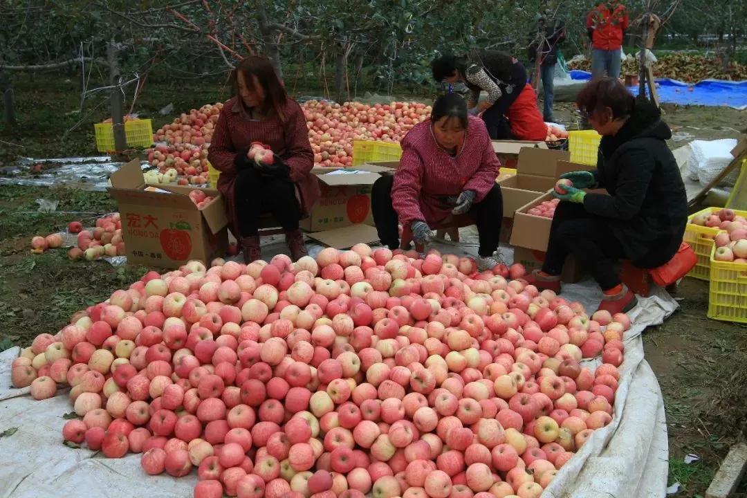 苹果滞销现在怎么样,苹果滞销现状及处理方案
