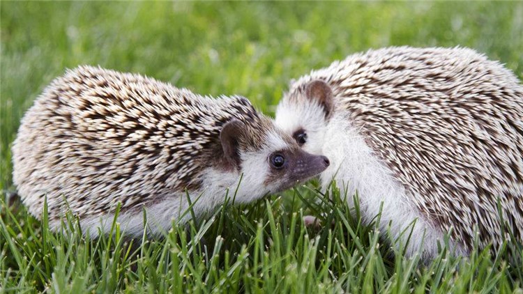 非洲迷你刺猬眼睛疾病,刺猬的症状