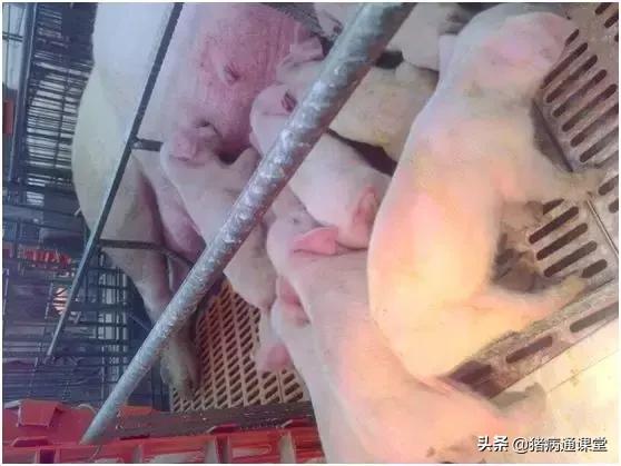 断奶仔猪消化不良腹泻怎么治疗,断奶仔猪水样腹泻发烧用什么药