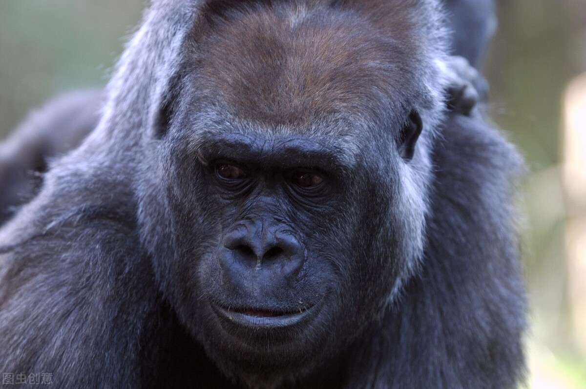 野人95、爷孩居然爱上了小老师莉莉，但莉莉不爱他这个野人