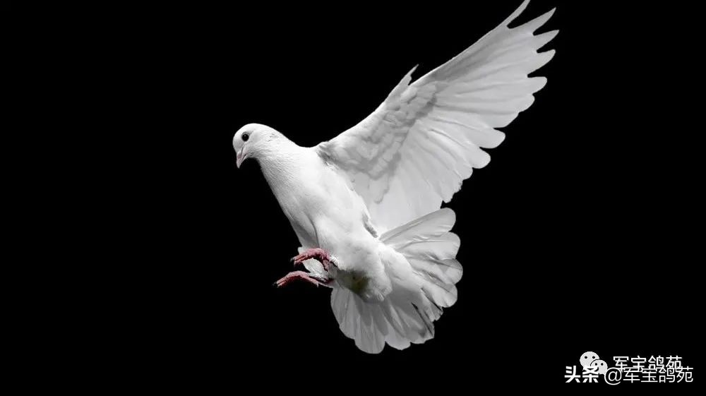 鸽子体外寄生虫怎么治疗,鸽子体内有寄生虫用什么药