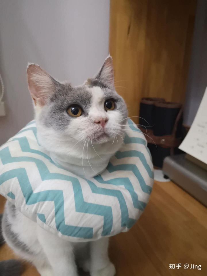 猫癣护理,幼猫猫癣最快治愈方法