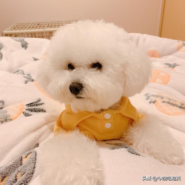 比熊特别粘人怎么办,比熊粘人还是泰迪粘人