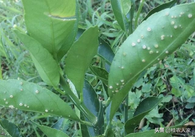 这个是柑橘疮痂病，在温暖湿润条件下最容易发病