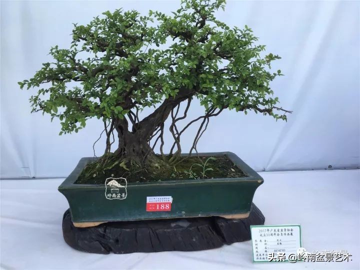 经典雀梅文人树盆景,十年以上的雀梅盆景图及价格