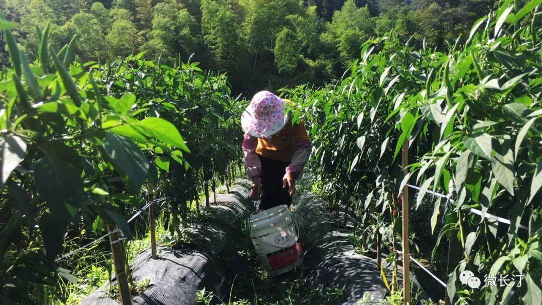 辣椒种植映红致富路,辣椒产业铺就农民致富路