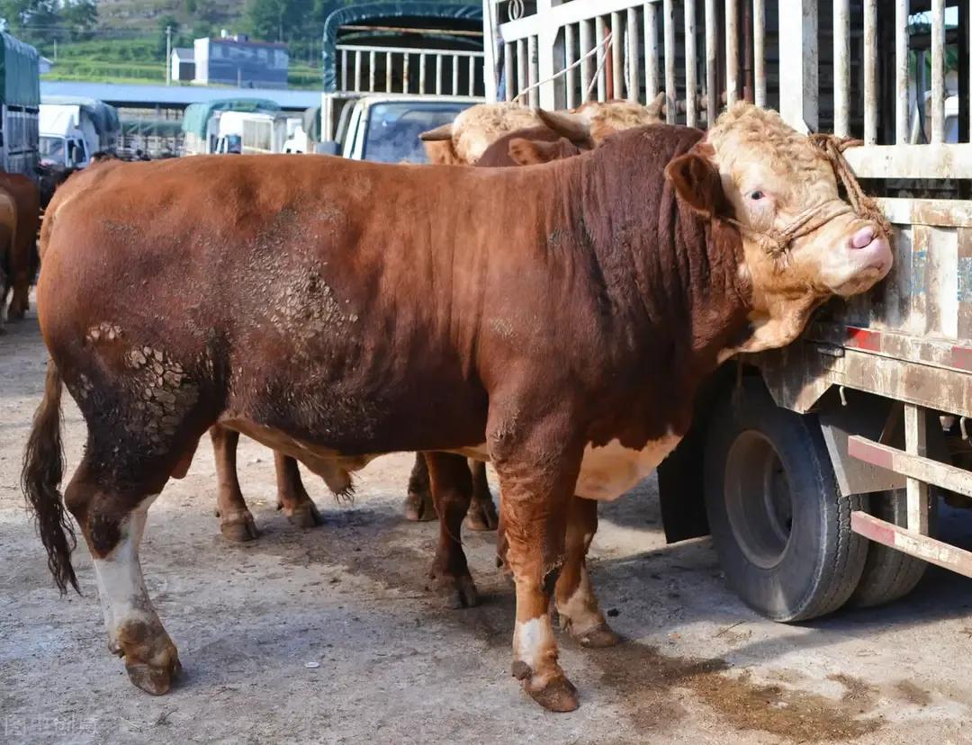 分娩母牛饲养管理,母牛下犊后的饲养管理