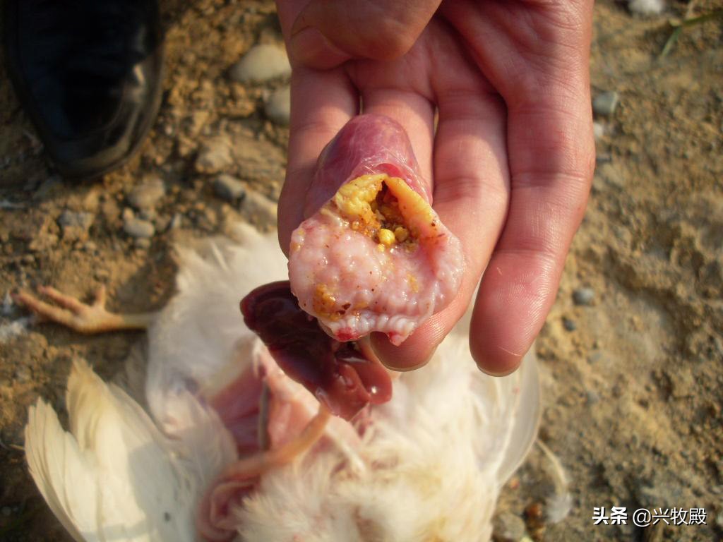 鸡得了肠胃病该怎么治,鸡胃不消化喂什么药