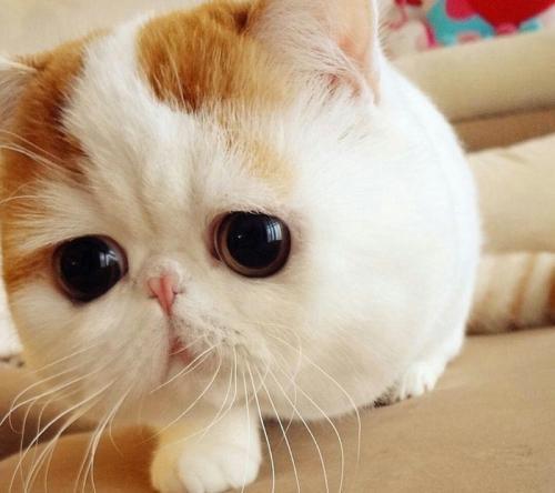 我喜欢的小动物二年级范文小猫咪,我最喜欢的小动物二年级作文小猫