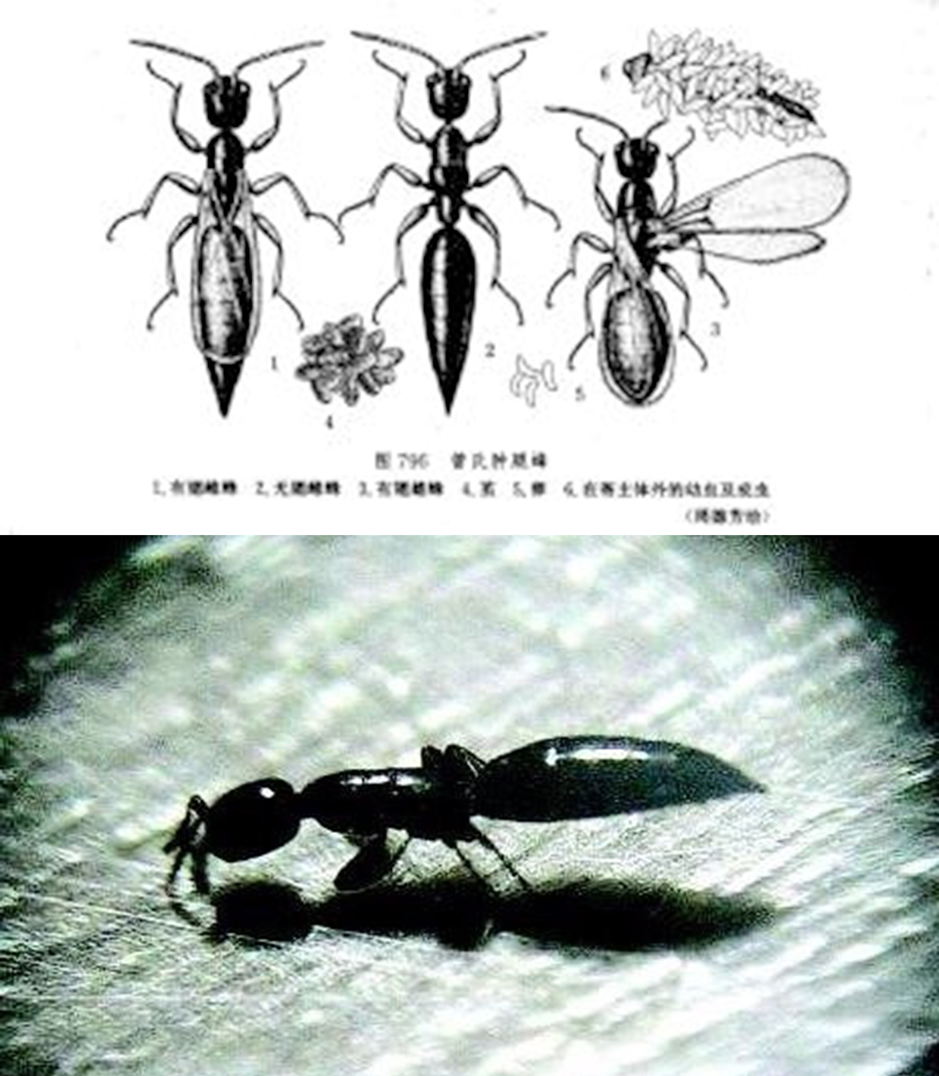 农村这一昆虫，乃两亿年前的“活化石”，儿时盖世英雄“孙大圣”