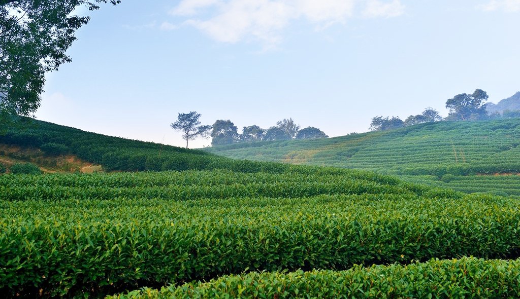 武夷山千禧嘉元酒店,武夷山新晋豪华酒店