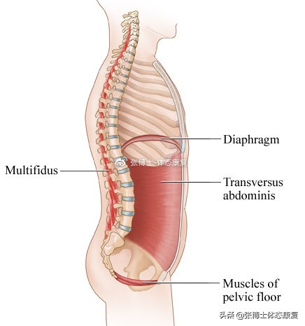 骨盆前倾造成的错位,单侧骨盆倾斜矫正方法