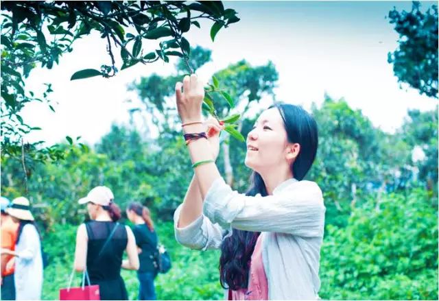 全国十大名茶旅游地,中国十大茶旅